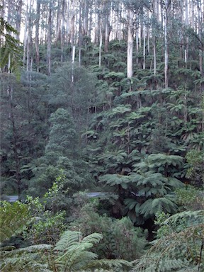 APII jpeg image of Cyathea australis  © contact APII