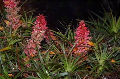 APII jpeg image of Richea x curtisiae  © contact APII