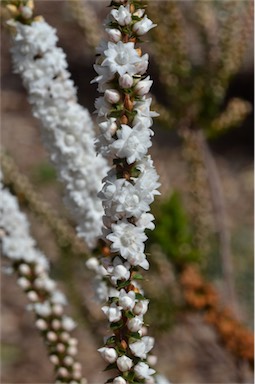 APII jpeg image of Epacris gunnii  © contact APII