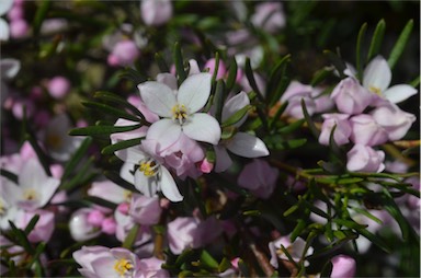 APII jpeg image of Boronia gunnii  © contact APII