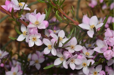 APII jpeg image of Boronia gunnii  © contact APII