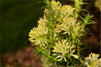 APII jpeg image of Richea sprengelioides  © contact APII