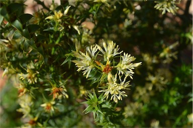 APII jpeg image of Richea procera  © contact APII