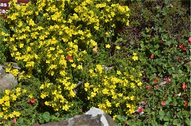 APII jpeg image of Hibbertia serpyllifolia  © contact APII