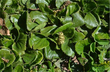 APII jpeg image of Gunnera cordifolia  © contact APII