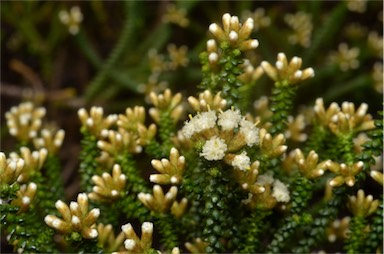 APII jpeg image of Ozothamnus reflexifolius  © contact APII