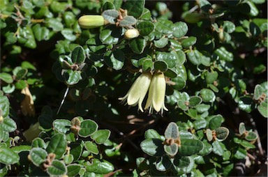 APII jpeg image of Correa reflexa var. nummulariifolia  © contact APII