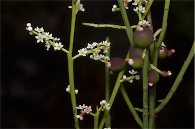 APII jpeg image of Leptomeria drupacea  © contact APII