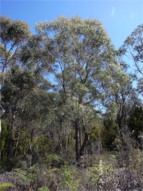 APII jpeg image of Eucalyptus amygdalina  © contact APII