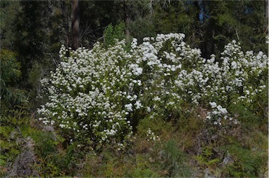 APII jpeg image of Olearia phlogopappa subsp. phlogopappa  © contact APII