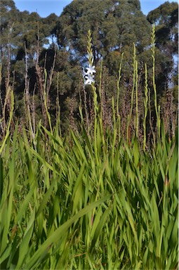 APII jpeg image of Watsonia versfeldii  © contact APII