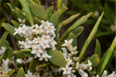 APII jpeg image of Leucopogon parviflorus  © contact APII