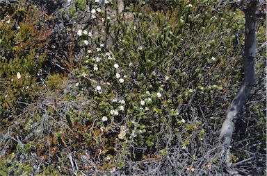 APII jpeg image of Pimelea sericea  © contact APII