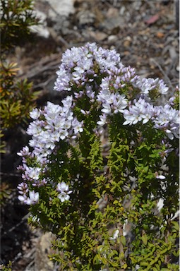 APII jpeg image of Veronica formosa  © contact APII