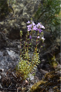 APII jpeg image of Euphrasia collina subsp. collina  © contact APII