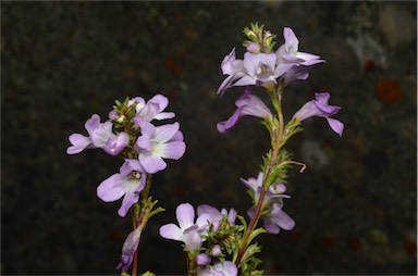 APII jpeg image of Euphrasia collina subsp. collina  © contact APII