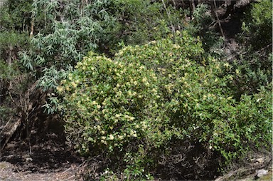 APII jpeg image of Pomaderris elliptica var. elliptica  © contact APII