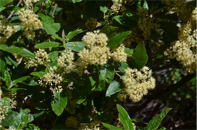 APII jpeg image of Pomaderris elliptica var. elliptica  © contact APII