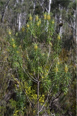 APII jpeg image of Bedfordia linearis subsp. linearis  © contact APII