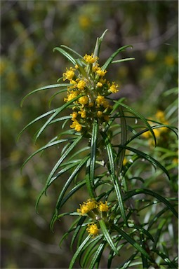 APII jpeg image of Bedfordia linearis subsp. linearis  © contact APII