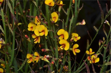 APII jpeg image of Bossiaea riparia  © contact APII