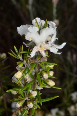 APII jpeg image of Westringia angustifolia  © contact APII