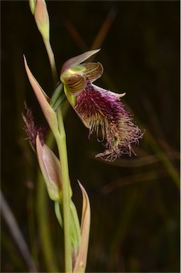 APII jpeg image of Calochilus robertsonii  © contact APII