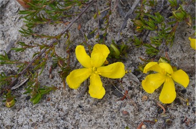 APII jpeg image of Hibbertia procumbens  © contact APII