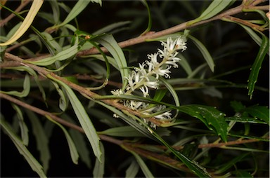 APII jpeg image of Cenarrhenes nitida  © contact APII