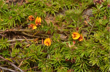 APII jpeg image of Pultenaea pedunculata  © contact APII