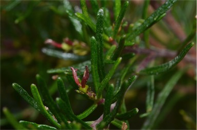 APII jpeg image of Dodonaea filiformis  © contact APII