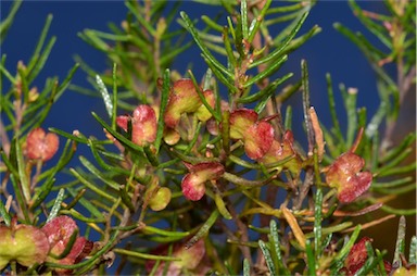 APII jpeg image of Dodonaea filiformis  © contact APII