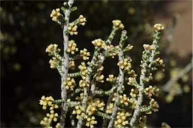 APII jpeg image of Ozothamnus scutellifolius  © contact APII