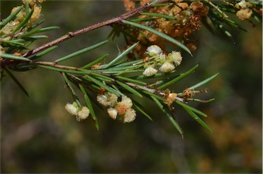 APII jpeg image of Acacia axillaris  © contact APII