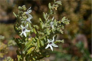 APII jpeg image of Cyphanthera tasmanica  © contact APII