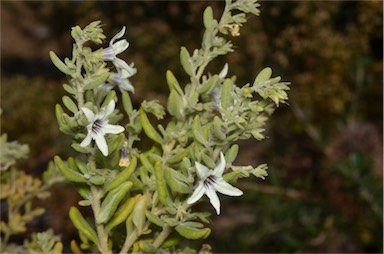 APII jpeg image of Cyphanthera tasmanica  © contact APII