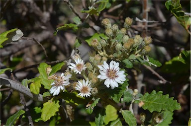 APII jpeg image of Olearia stellulata  © contact APII