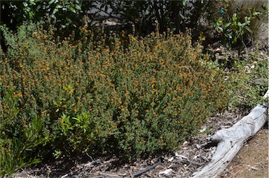 APII jpeg image of Pultenaea stricta  © contact APII