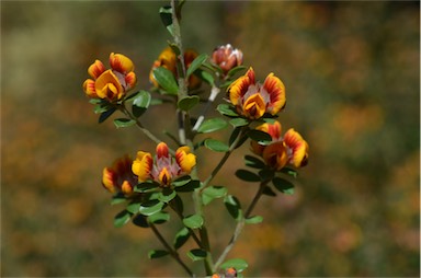 APII jpeg image of Pultenaea stricta  © contact APII