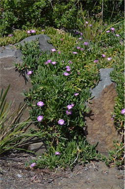 APII jpeg image of Carpobrotus rossii  © contact APII