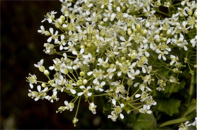 APII jpeg image of Lepidium draba subsp. draba  © contact APII