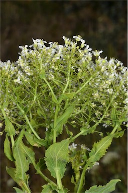 APII jpeg image of Lepidium draba subsp. draba  © contact APII