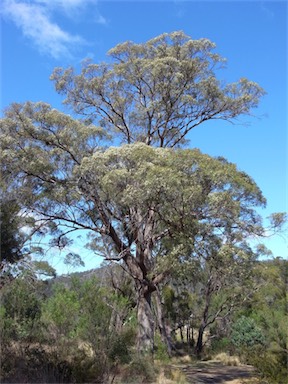 APII jpeg image of Eucalyptus amygdalina  © contact APII