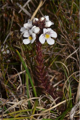 APII jpeg image of Euphrasia striata  © contact APII