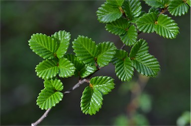 APII jpeg image of Nothofagus gunnii  © contact APII