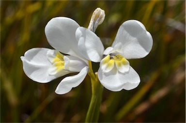 APII jpeg image of Diplarrena moraea  © contact APII