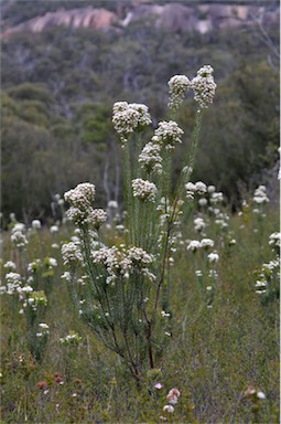 APII jpeg image of Conospermum hookeri  © contact APII