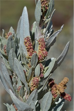 APII jpeg image of Atriplex cinerea  © contact APII