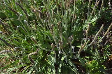 APII jpeg image of Plantago coronopus subsp. coronopus  © contact APII