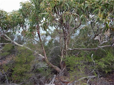 APII jpeg image of Eucalyptus globulus subsp. globulus  © contact APII